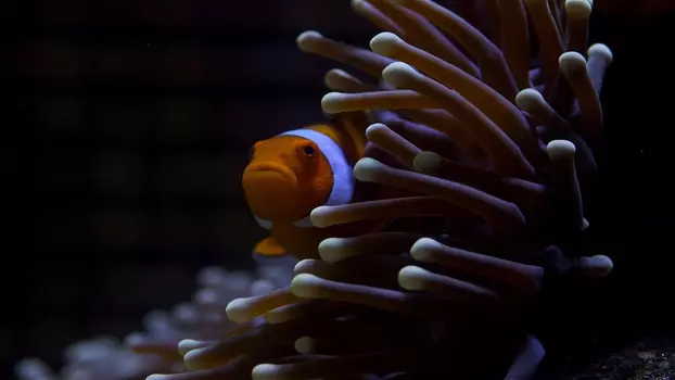 Watch Great Barrier Reef Trailer
