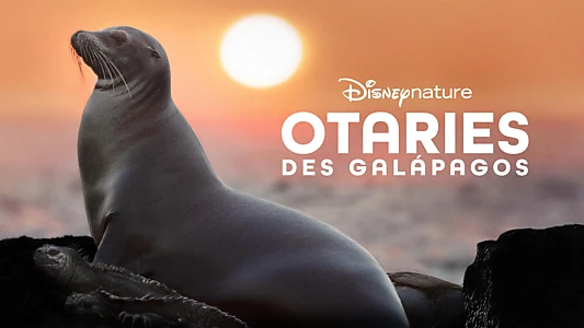 Sea Lions of the Galapagos