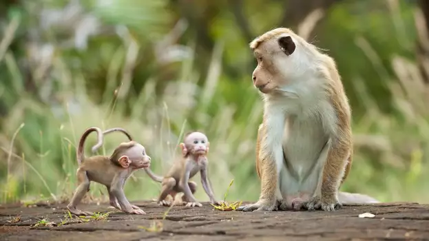 Watch Monkey Kingdom Trailer