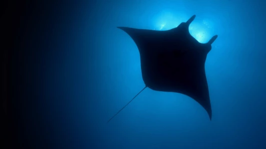 Watch The Blue Planet Trailer