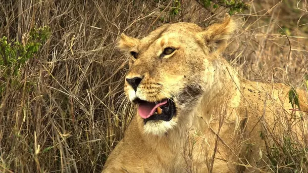 Watch Serengeti: Nature's Greatest Journey Trailer