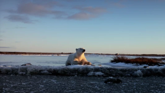 Watch Wonders of the Arctic Trailer