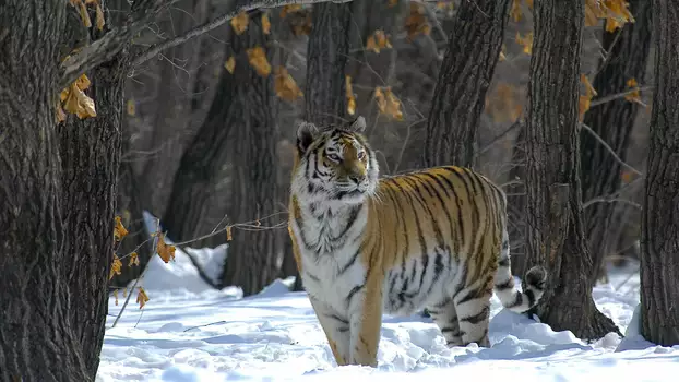 Russia - In the Realm of Tigers, Bears and Volcanoes