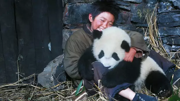 Watch Trail of the Panda Trailer