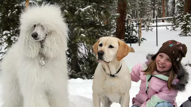 Watch The Dog Who Saved Christmas Trailer