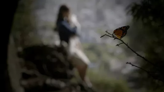 Watch Butterfly Trailer