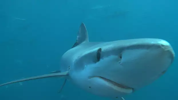Great Shark Chow Down