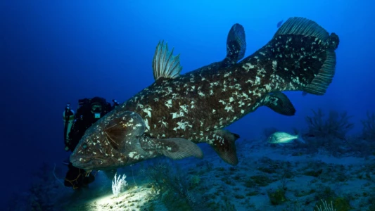 Watch The Coelacanth, a dive into our origins Trailer