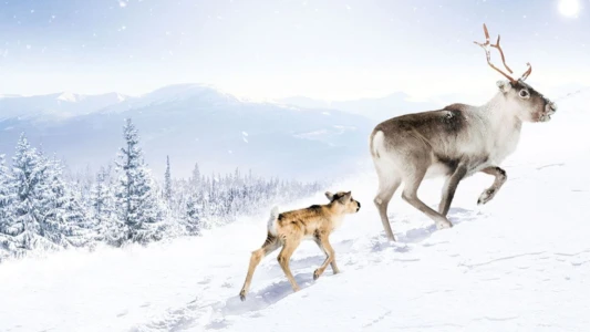 Watch A Reindeer's Journey Trailer