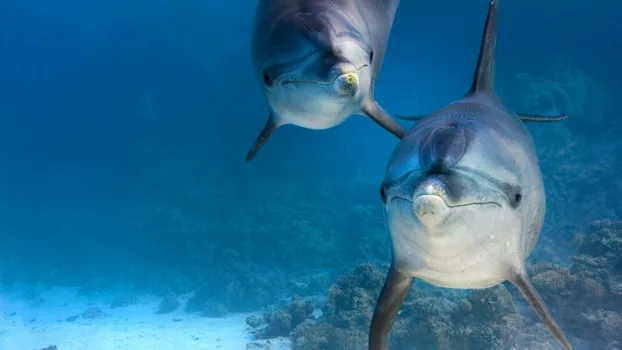 Watch Dolphin Reef Trailer