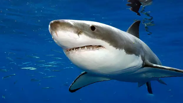 Attaques de Requins à La Réunion : L'enquête