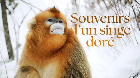 Souvenirs d'un singe doré