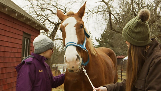 December Horses