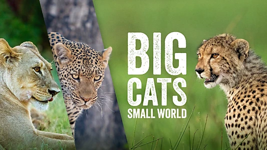 Big Cats, Small World