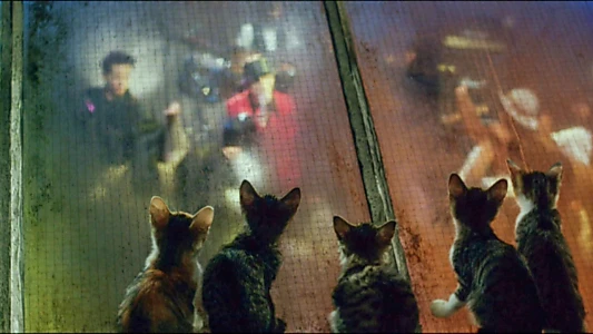Cats on Park Avenue