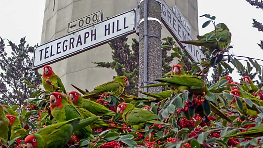 The Wild Parrots of Telegraph Hill