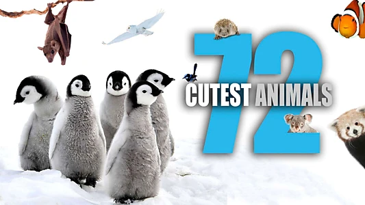 72 Cutest Animals