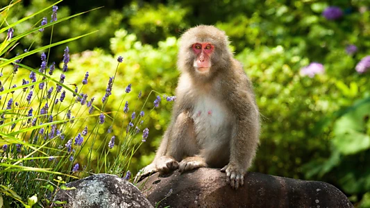 Japan: Earth's Enchanted Islands