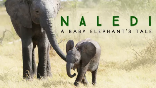 Naledi: A Baby Elephant's Tale