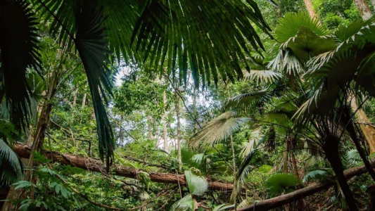 Secret Life of the Rainforest