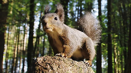 Going Nuts: Tales from the Squirrel World