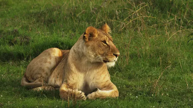 Nomads of the Serengeti