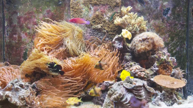 BluScenes: Coral Reef Aquarium