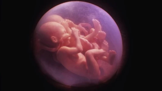 In the Womb: Multiples