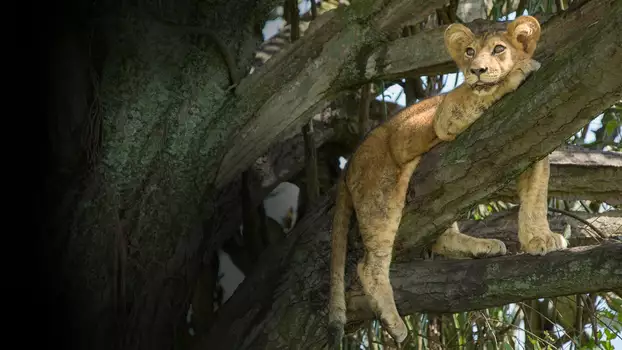 Tree Climbing Lions