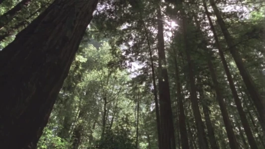 Redwood Curtain