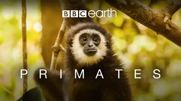 Primates