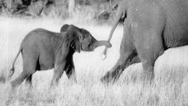 Whispers: An Elephant's Tale