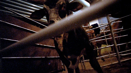 Rodeo