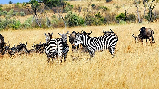 Wild South Africa