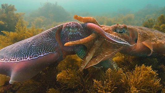 Cephalopods: The Reign of Suckers