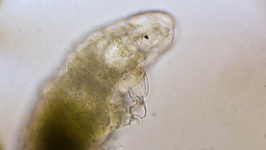 Journey to the Microcosmos