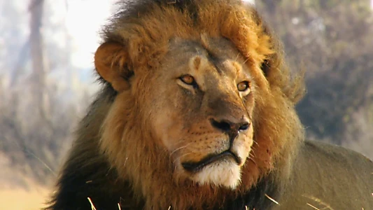 Cecil: The Legacy of a King