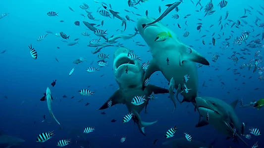 The Great Barrier Reef: A Living Treasure