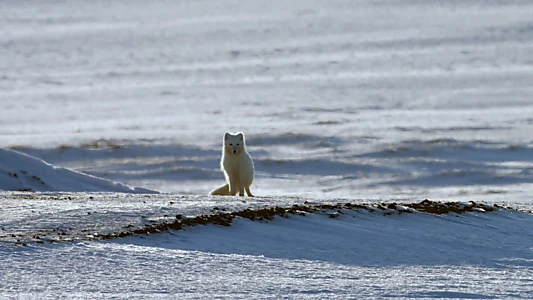 Alaska: A Year in the Wild