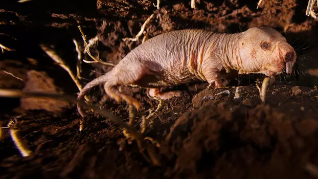 Naked Molerat: Nature’s Weirdest Superhero