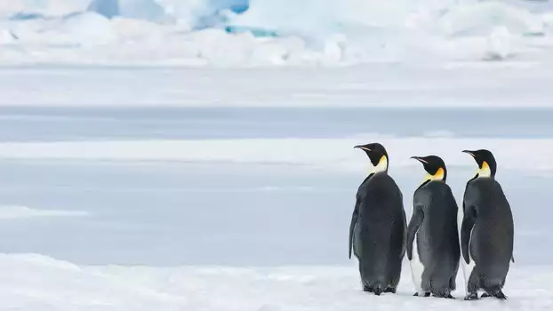 Antarctica, in the footsteps of the Emperor