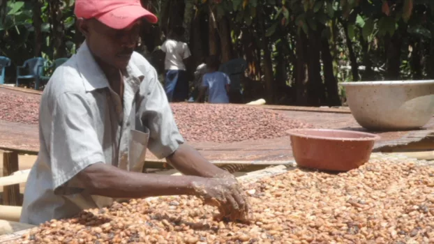 Doux-amer : cacao bio du Ghana