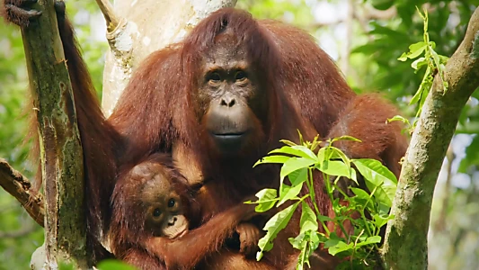 Red Ape: Saving the Orangutan