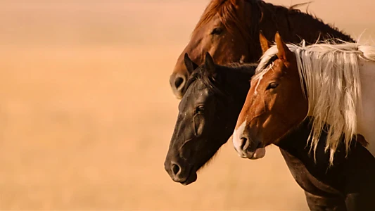 Wild Beauty: Mustang Spirit of the West