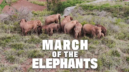 March of the Elephants