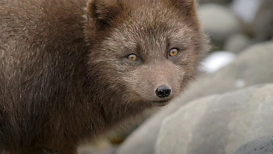 The Arctic Fox: Still Surviving