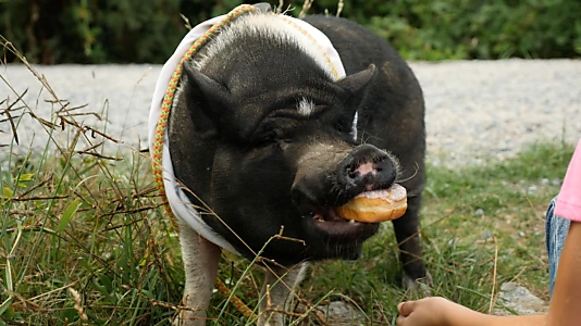 Elvis the Pig