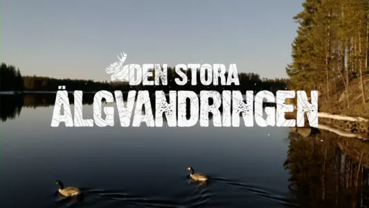 Den stora älgvandringen