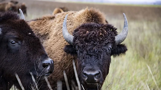 The American Buffalo