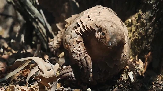 Pangolin: Kulu's Journey